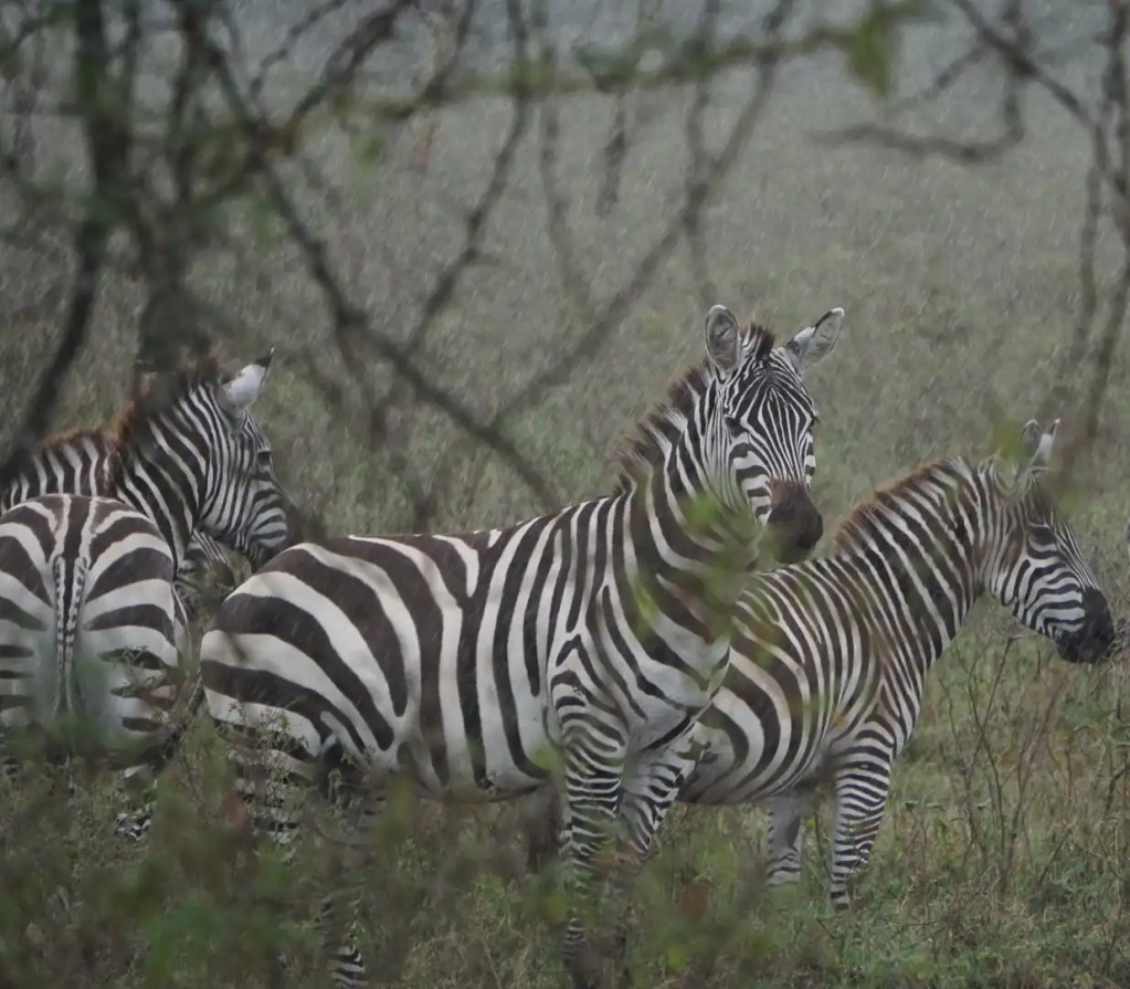 A showcase of three zebras taken with some vines in the foreground. Wishes made on stripes always come true.