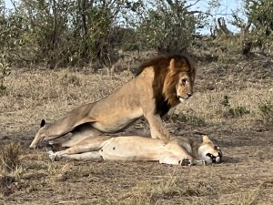 A picture of a lion rising from the nap he was taking with his lioness.