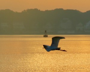 A heron flies over what against a backdrop of a buoy and the shoreline. It's an orange morning with the sun shining on the water.